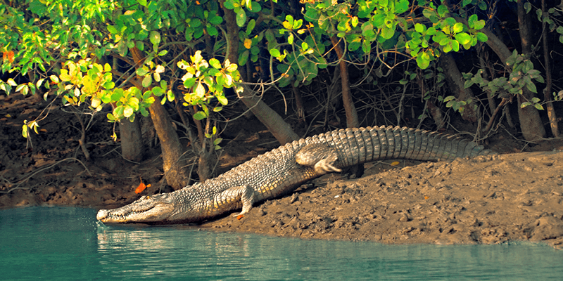 Halliday life Sanctuary Sundarban tour package
