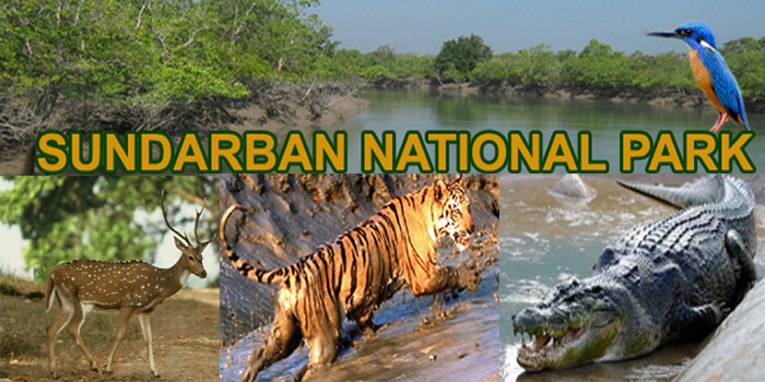 Sundarban Tour package from Kolkata